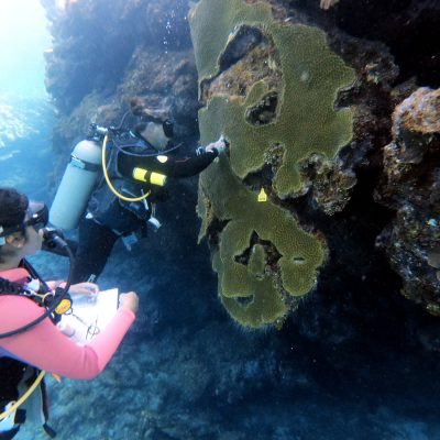 A diver applies antibiotics to corals affected with SCTLD a part of marine conservation in Roatan. 