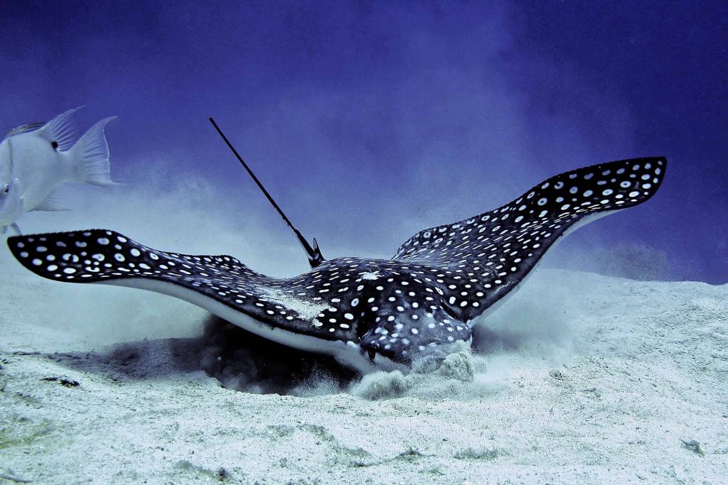 an eagle ray buries its head in the sand while feeding. 