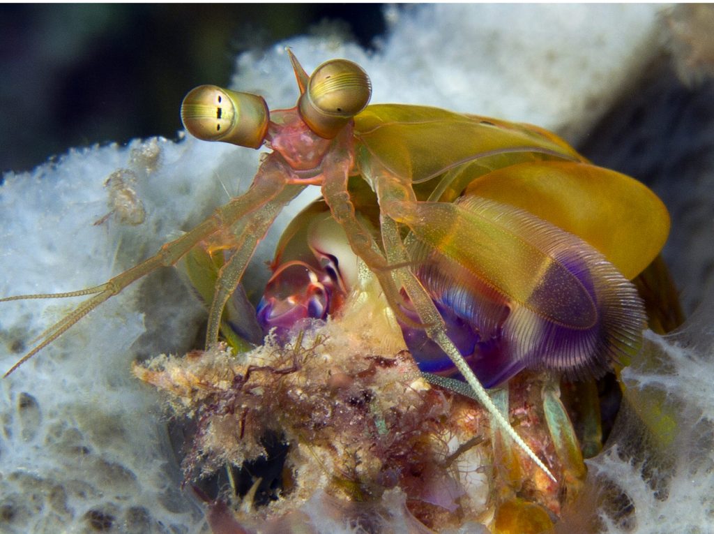 Close up of a peacock mantis shrimp during a macro dive in roatan.