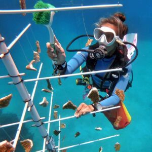 A diver cleans a coral nursery tree as part of marine conservation in Roatan. 