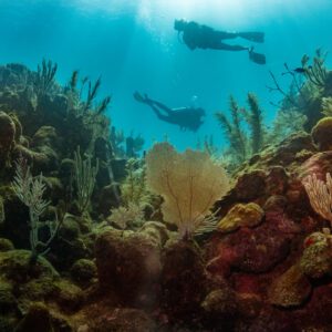 Two divers are diving above a beautiful and healthy coral reef in Roatan, Honduras.