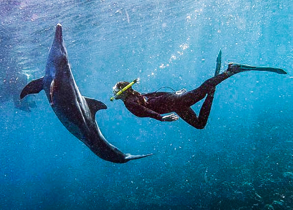 A dolphin and snorkeler interact underwater during a surface interval on a roatan dive trip