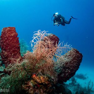 A diver drifts past giant barrel sponges while scuba diving in Honduras. 