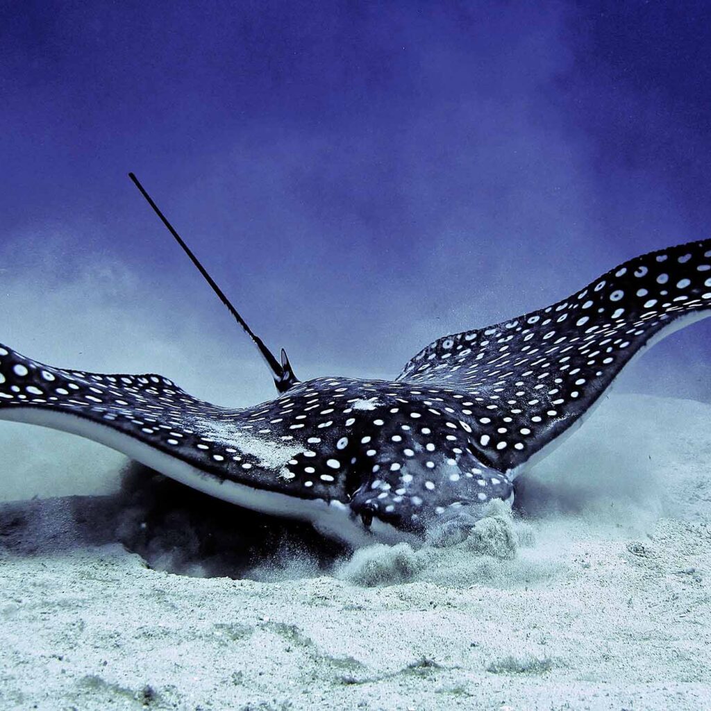 an eagle ray buries its head in the sand while feeding. 