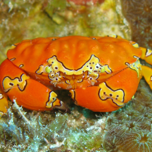 A Gaudy Clown Crab is sitting on the reef in Roatan, Honduras.