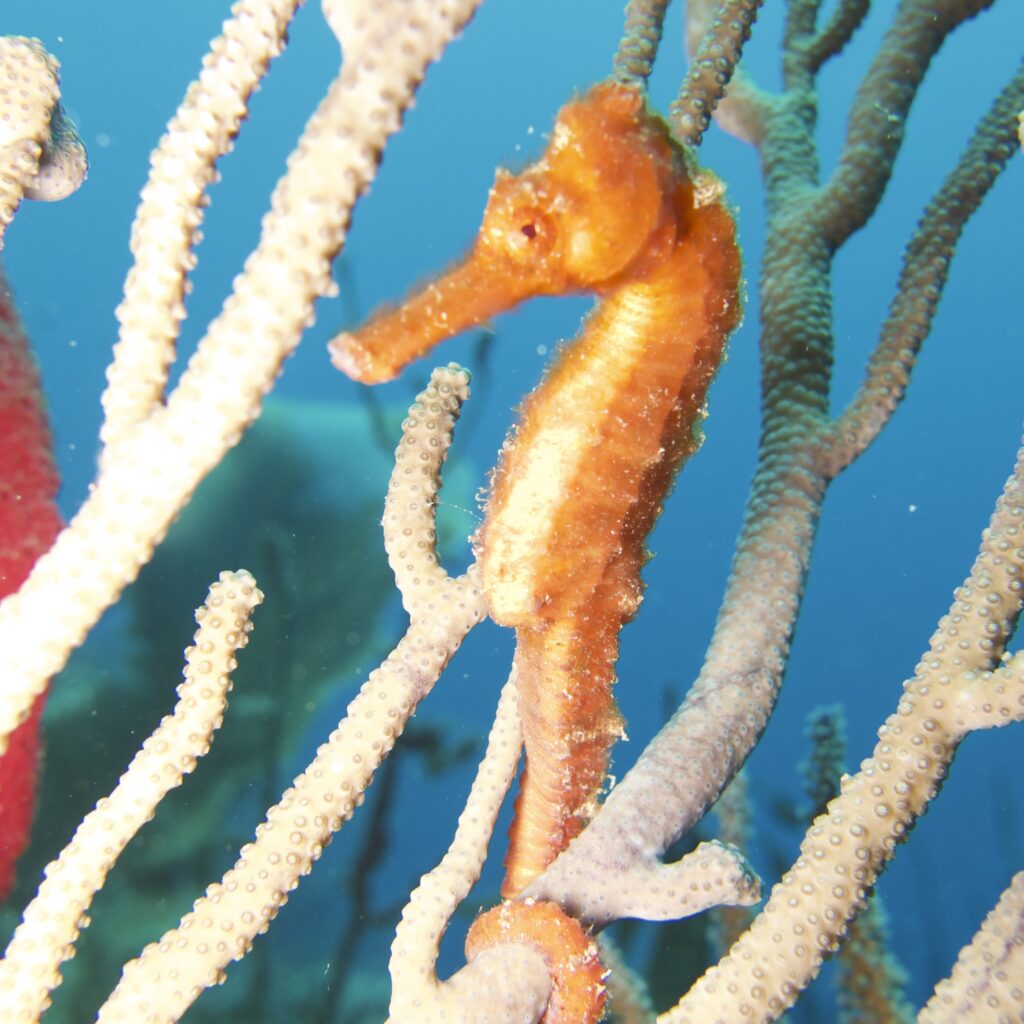 an orange seahorse sits atop a soft coral, spotted on a macro dive in Roatan, Honduras. 