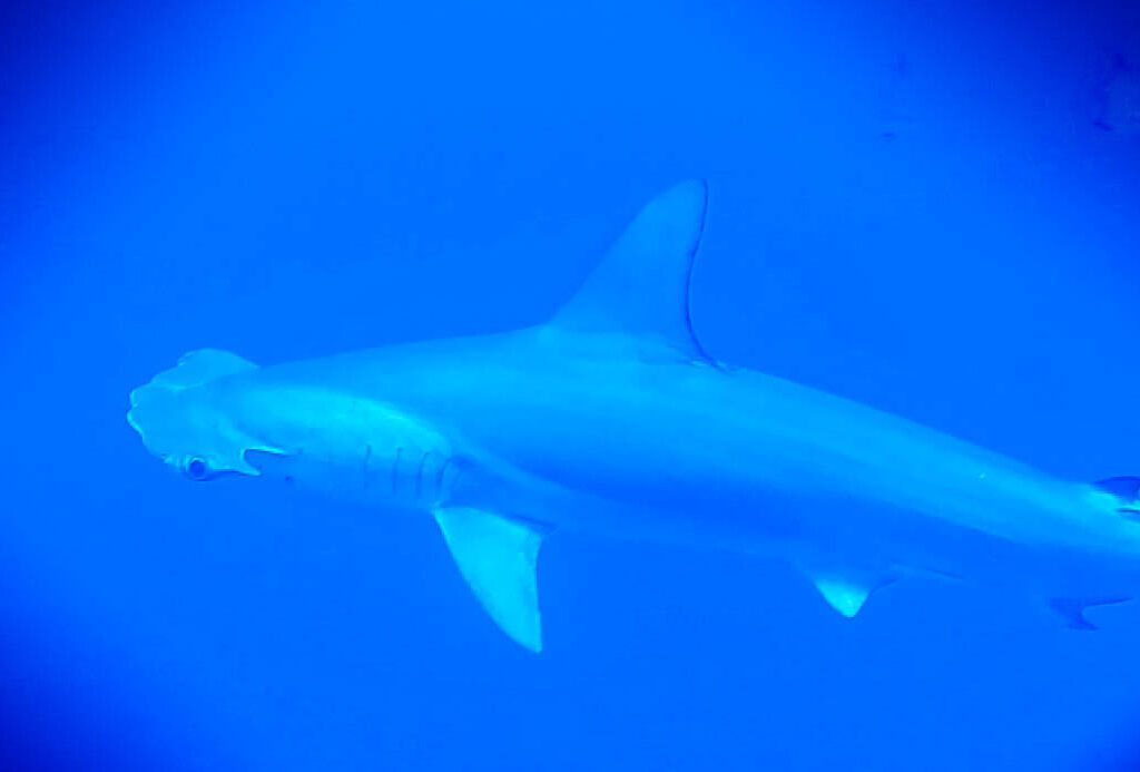 Shark! Your sighting can help science