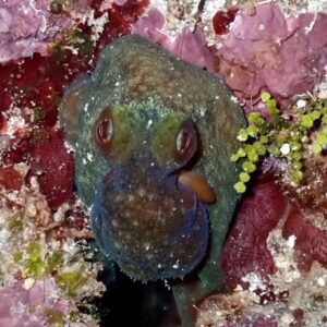 Close up of a juvenile octopus on a dive in Roatan Honduras.