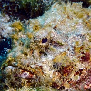 Close up of a scorpion fish on a dive in Roatan, Honduras.