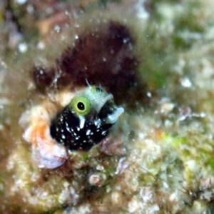Close up of a tube dwelling blenny on a dive in Roatan, Honduras.