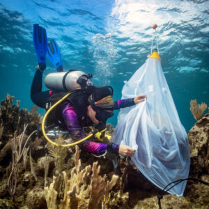 A volunteer diver places a gamete collection net over a coral colony during an eco dive in Roatan.