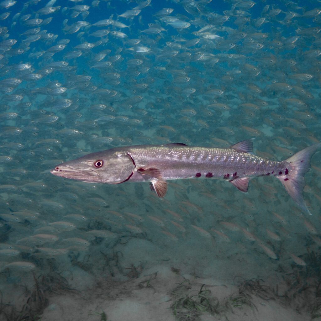 https://sundiversroatan.com/wp-content/uploads/2022/07/barracuda-scads-diving-roatan-honduras-1024x1024.jpg