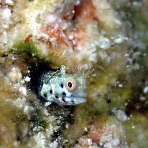 Close up of a blenny on a dive in roatan, honduras.