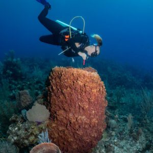 A dive instructor is shining into a big sponge from above with her torch.