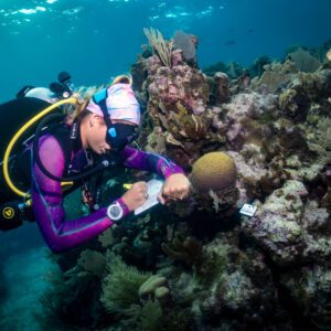 A diver in a purple wetsuit writes down data on an underwater slate during a marine conservation dive in Roatan, Honduras.