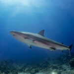 Female Caribbean Reef Shark glides through the water at the Roatan Shark Dive