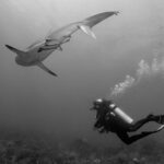 Black and white photo of a reef shark swimming above the head of a scuba diver at the Roatan Shark Dive