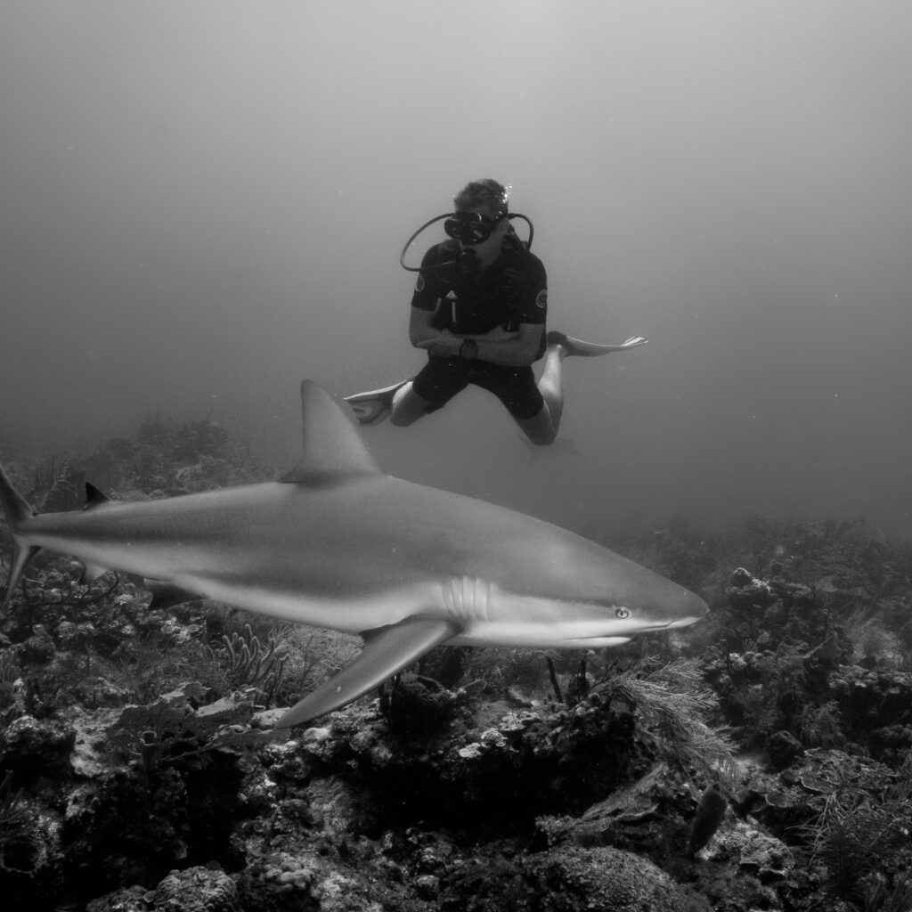 What to Know about the Roatan Shark Dive