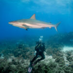 Scuba diver looking up at a shark passing overhead at the Roatan Shark Dive