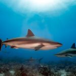 Large reef shark swimming past camera at the Roatan Shark Dive