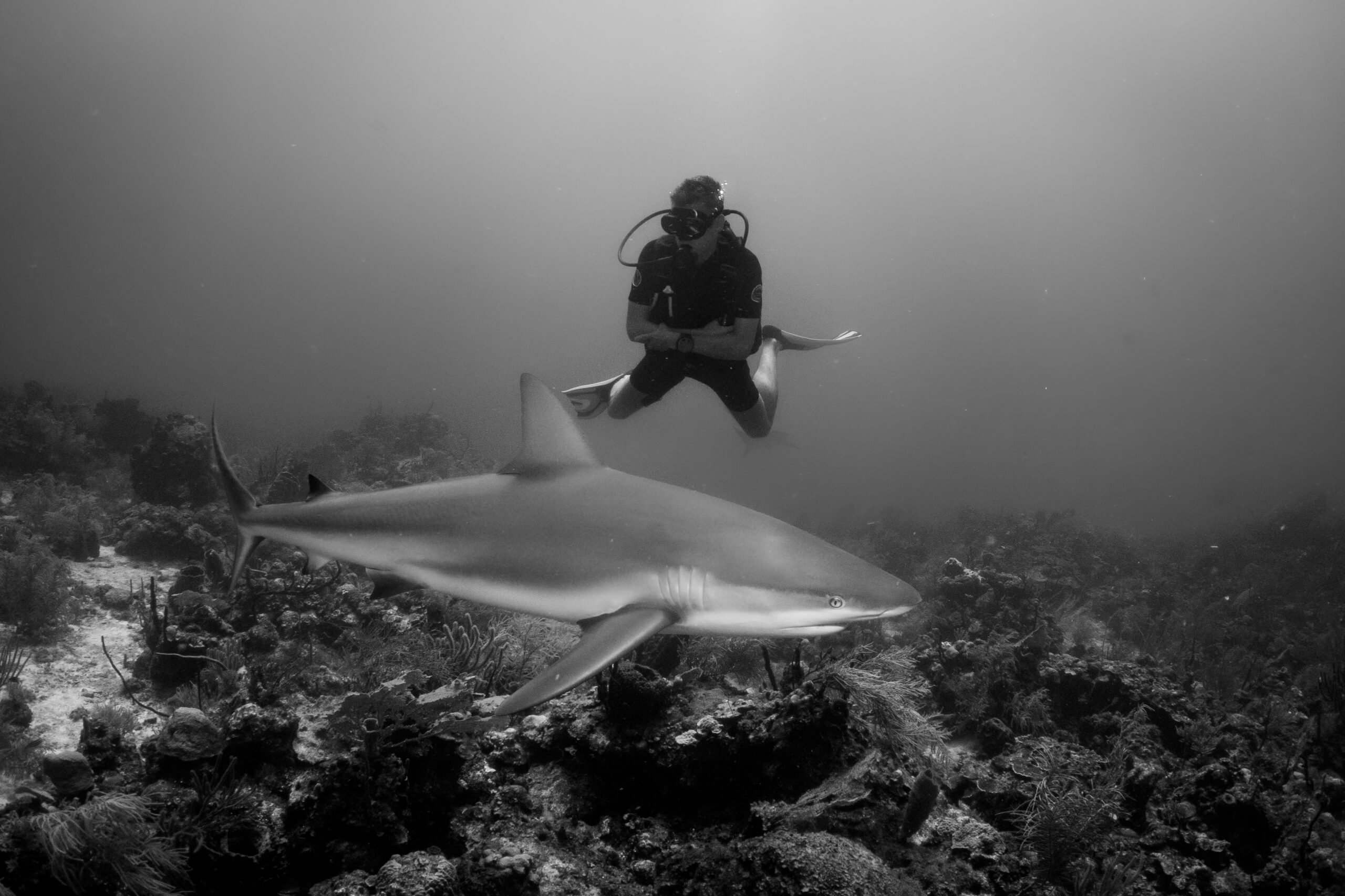 Sun Divers Roatan Shark Dive