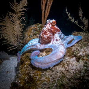 A Caribbean Reef Octopus sits on a rock during a night dive in Roatan. 