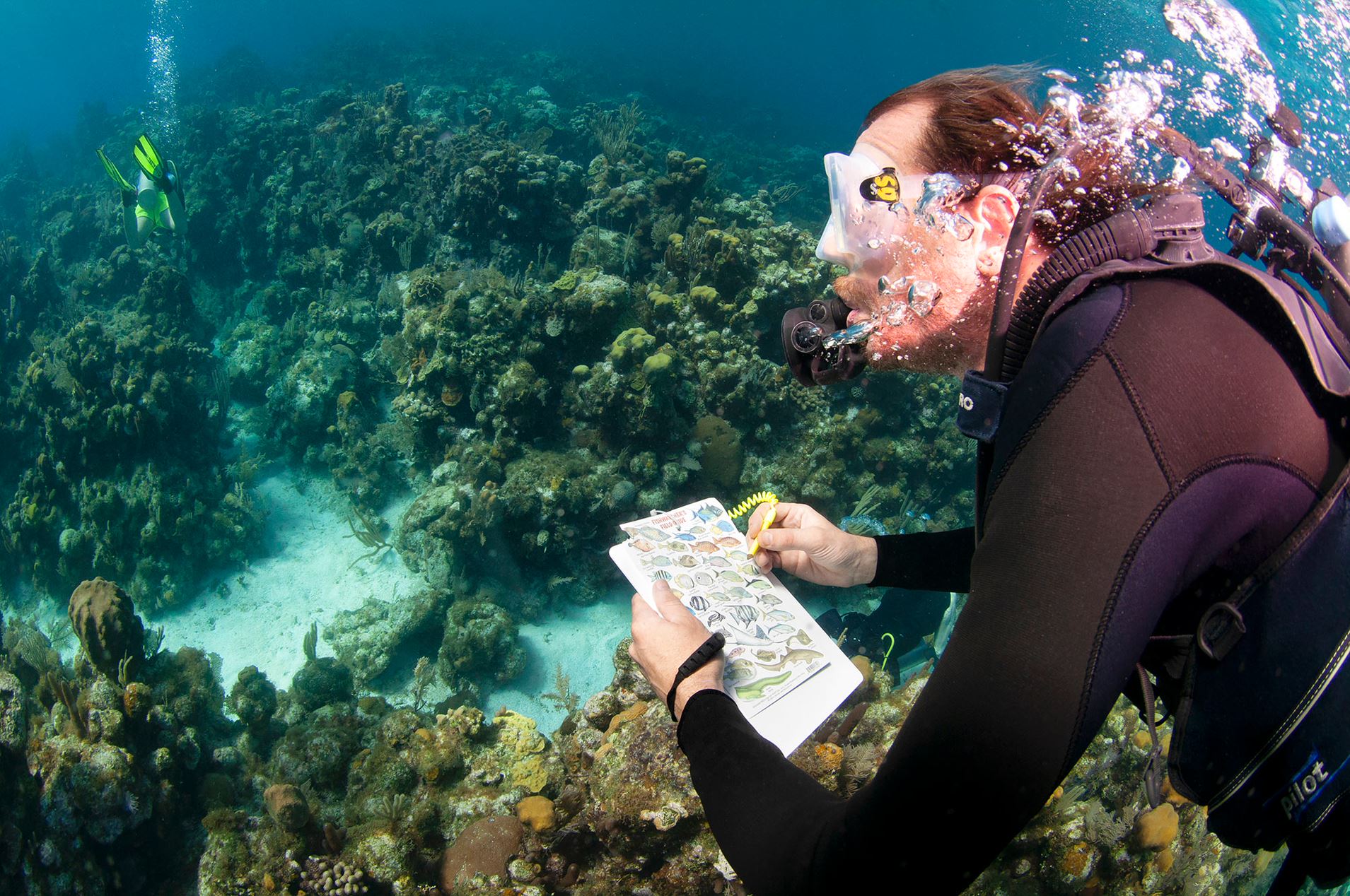 A diver is looking at his slate on his Fish Identification Specialty dive during his Advanced Open Water Certification course in Roatan, Honduras.