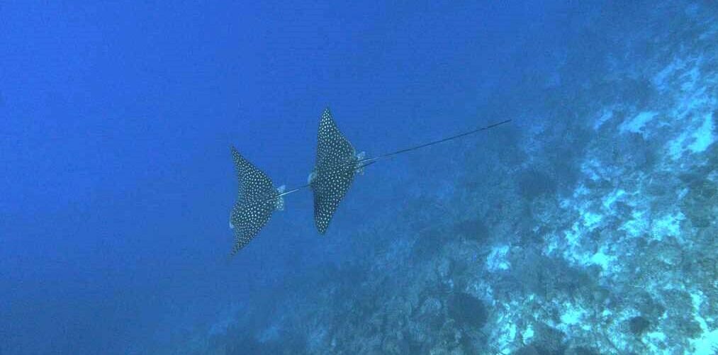 Two eagle rays are soaring through the waters in Roatan, Honduras.