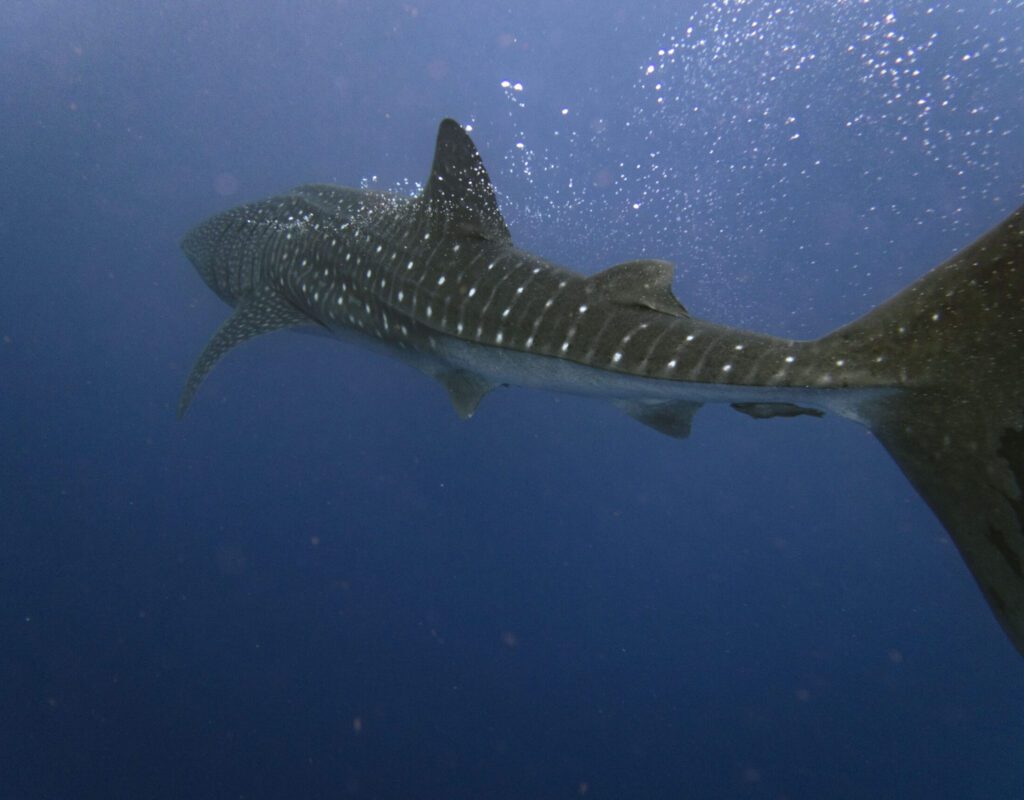 Can You Dive With Whale Sharks in Roatán?