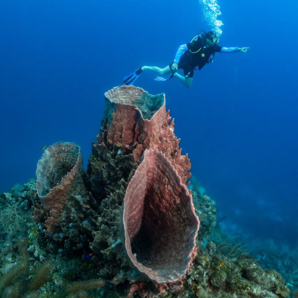 A scuba diver is swimming above a massive barrel sponge and points to the right side in Roatan, Honduras.