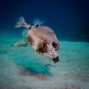 Close up of a spotted trunkfish blowing into the sand to unearth prey in the Roatan Blue Channel.
