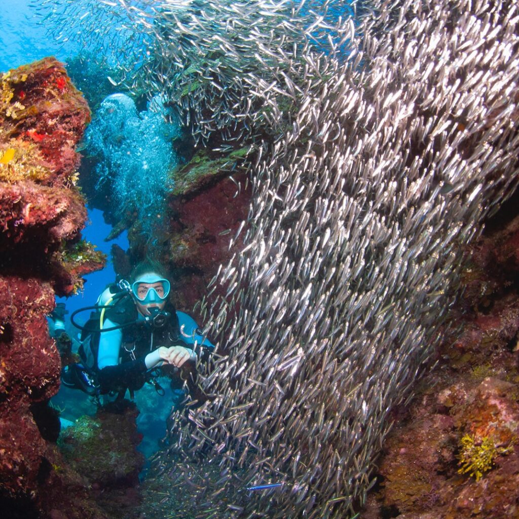 A diver is diving through a swim through a swim through filled with silverside fishes in Roatan, Honduras.