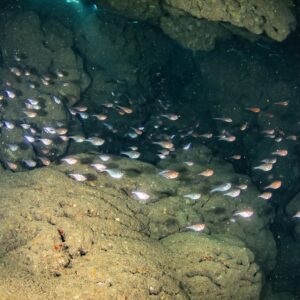 A school of small iridescent glassy sweeper fish shine in the sunlight filtering through a cavern at the Spooky Channel dive site in Roatan.