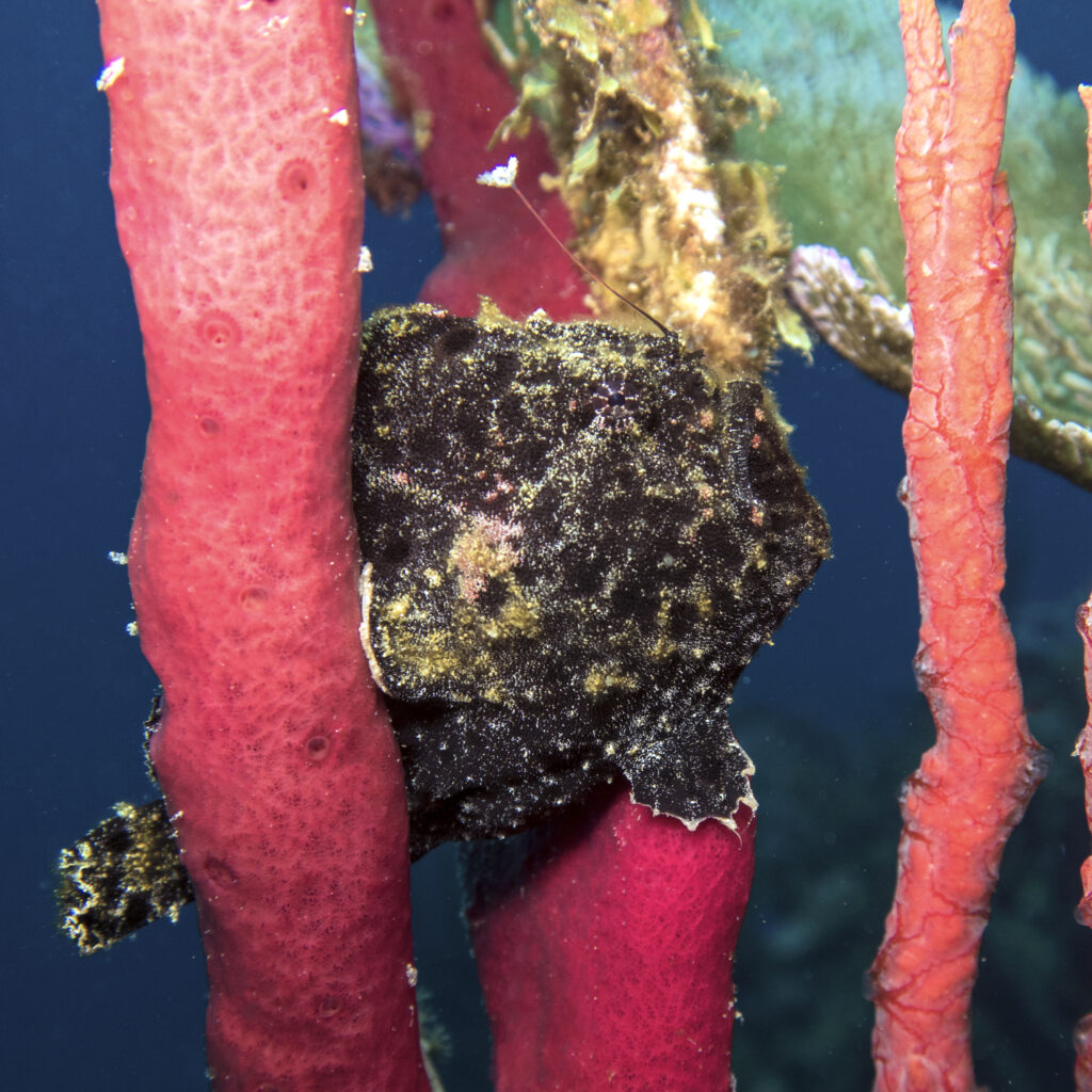 Scuba Diving in Roatan: Reef & Marine Life Guide