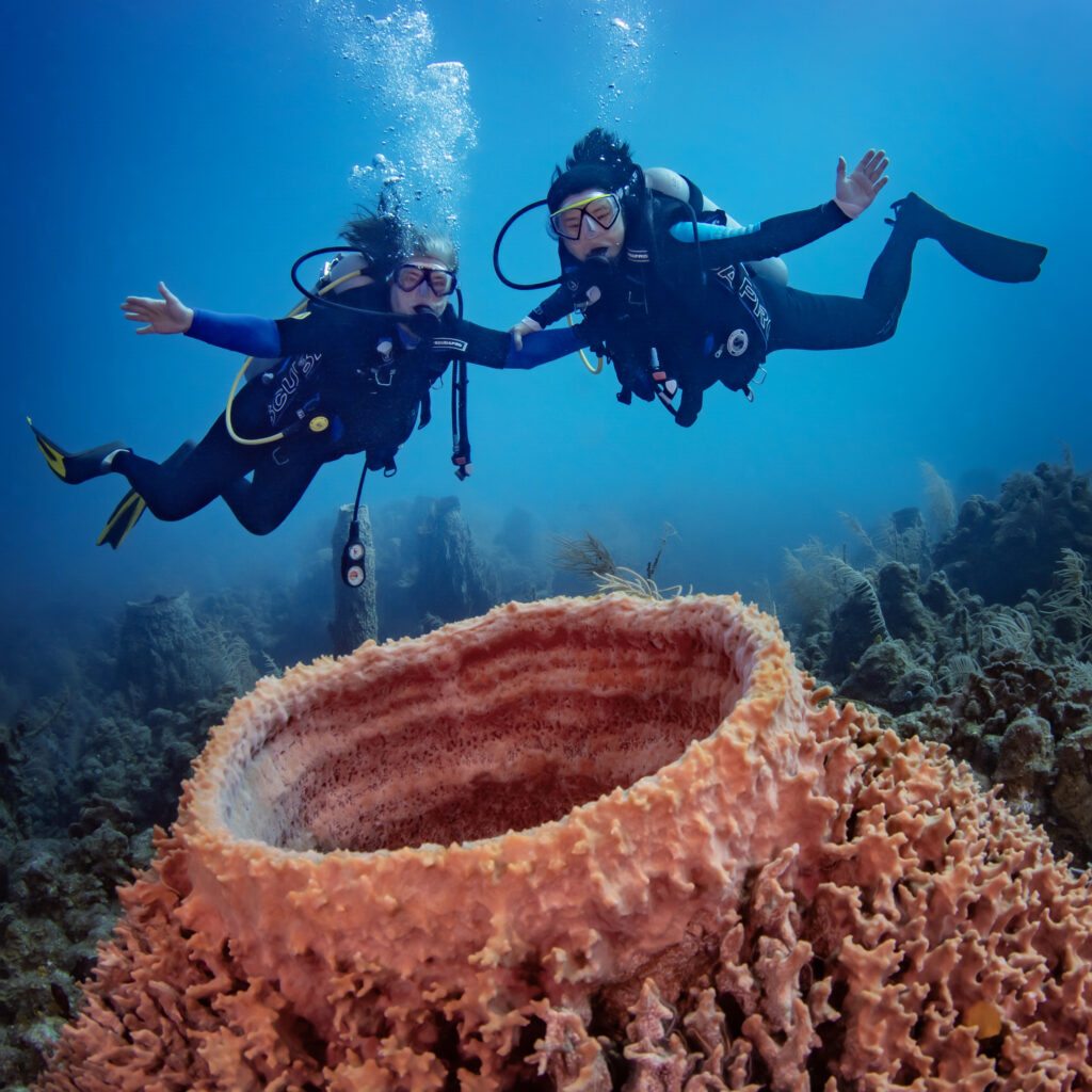 Discover the Best Beginner Dive Sites in Roatan, Honduras